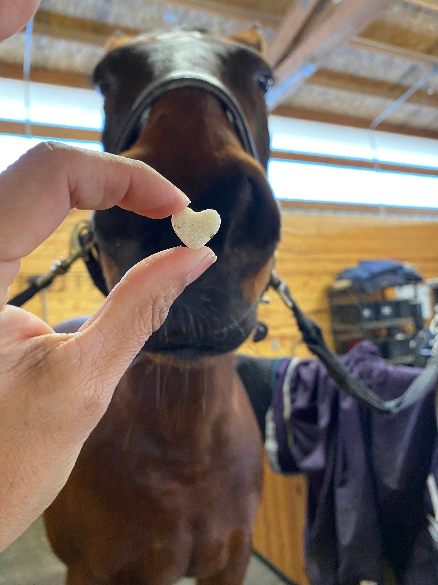 Horse Treat- Peppermint Flavor Sugar cube